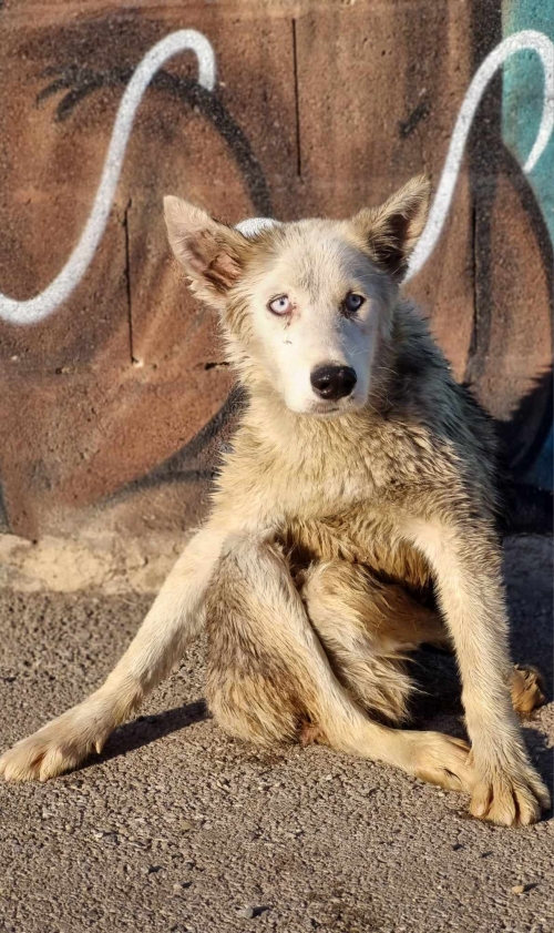 ლაიკა ფეიქრების ქუჩა 16