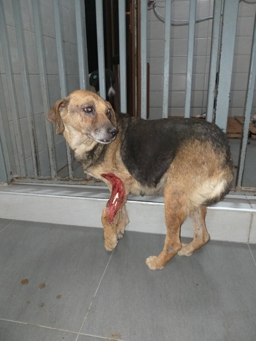 მეტისი ლისის ტბა