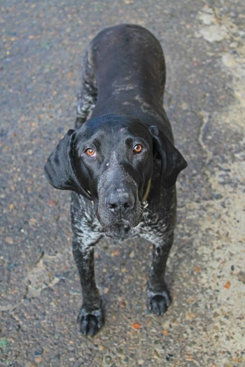 კურცხაარი უსახელო