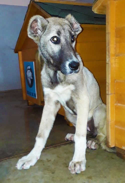 ქართული ქოფაკი უსახელო