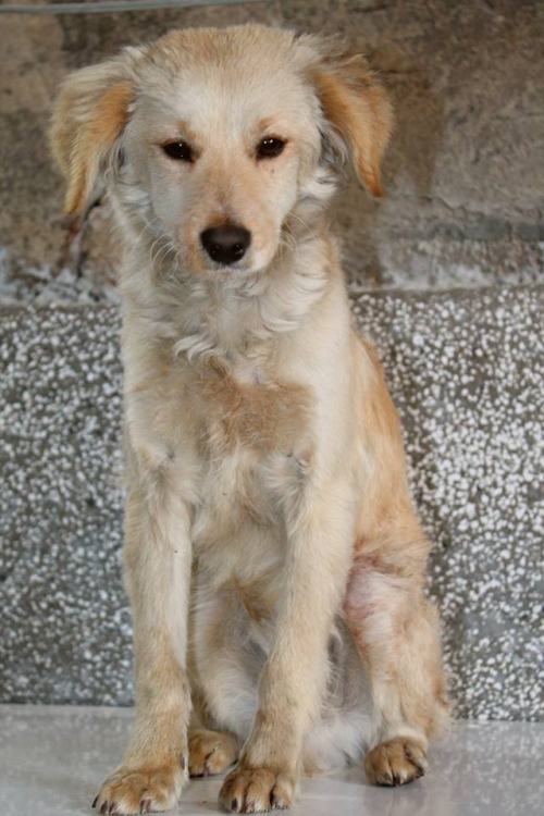 მეტისი უსახელო