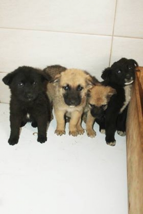 ქართული ქოფაკი უსახელო