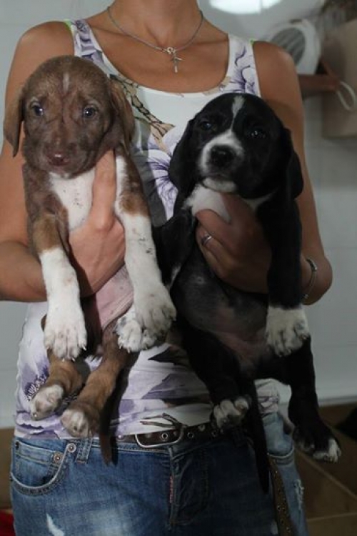 მეტისის ლეკვები უსახელოები