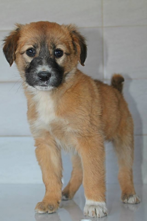 მეტისი უსახელო