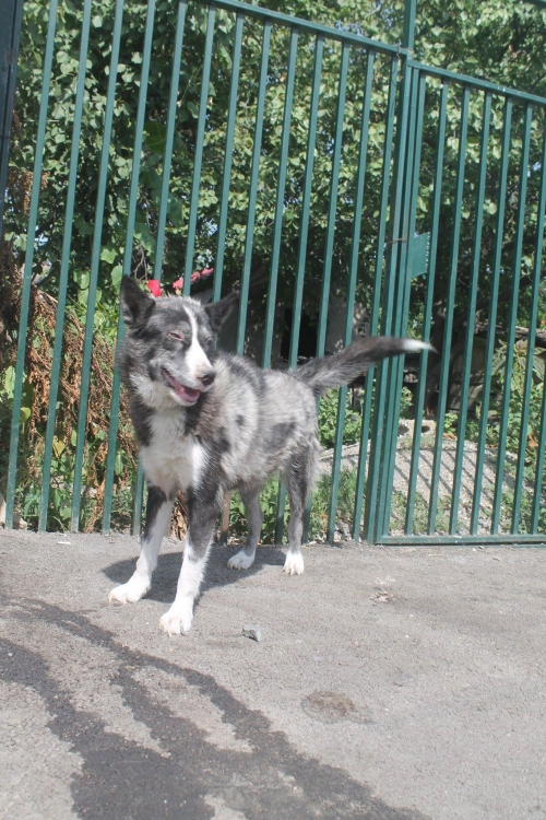 ლაიკა უსახელო