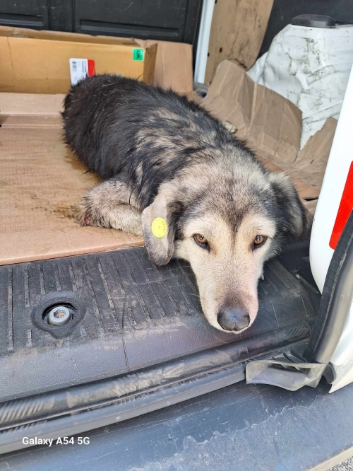 მეტისი კაეროს ავტობუსების პარკინგი