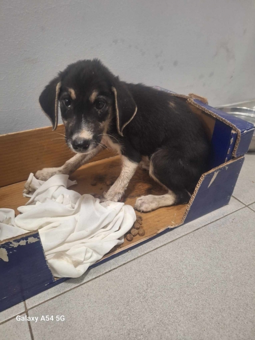 მეტისი მუხიანის აგარაკები