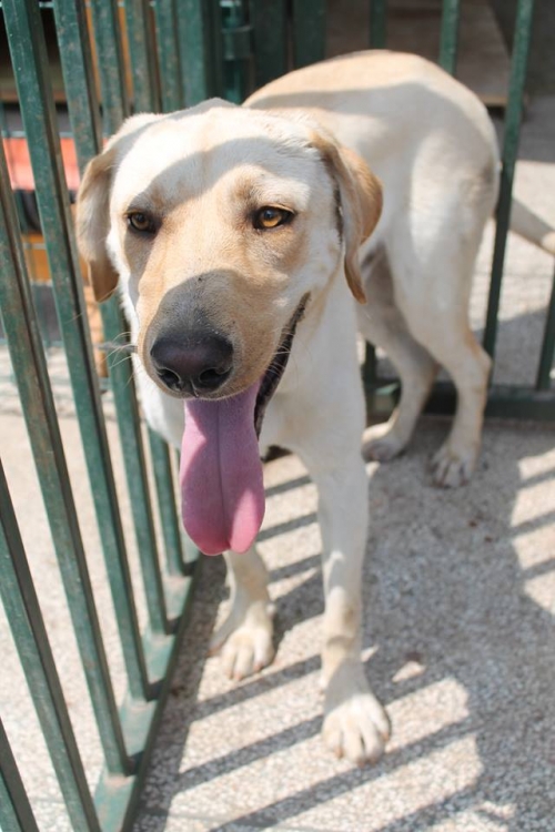 ლაბრადორი უსახელო