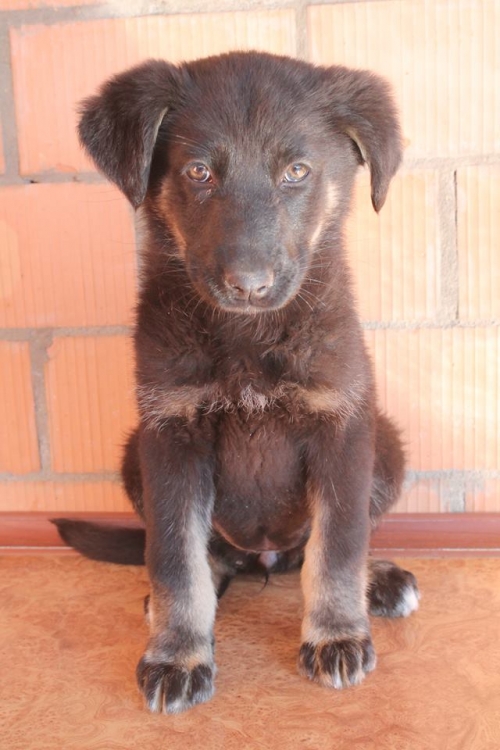 გერმანული ნაგაზის მეტისი უსახელო