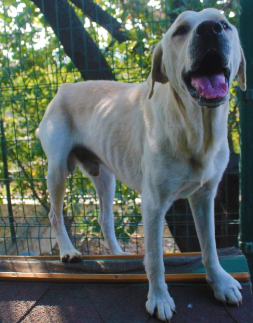 ლაბრადორი უსახელო