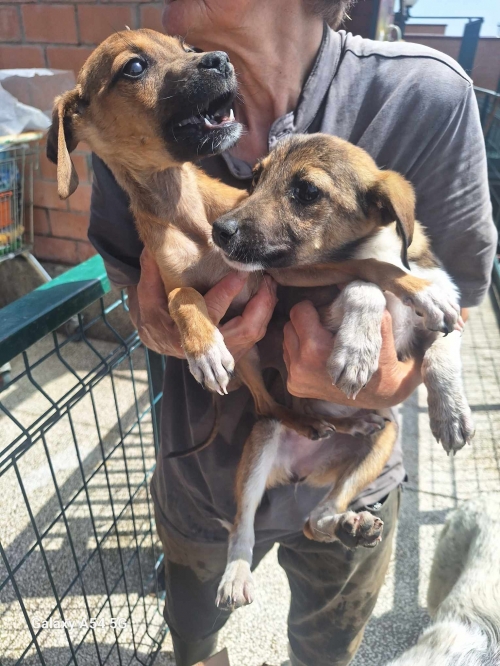 მეტისი თბილისის ზღვა