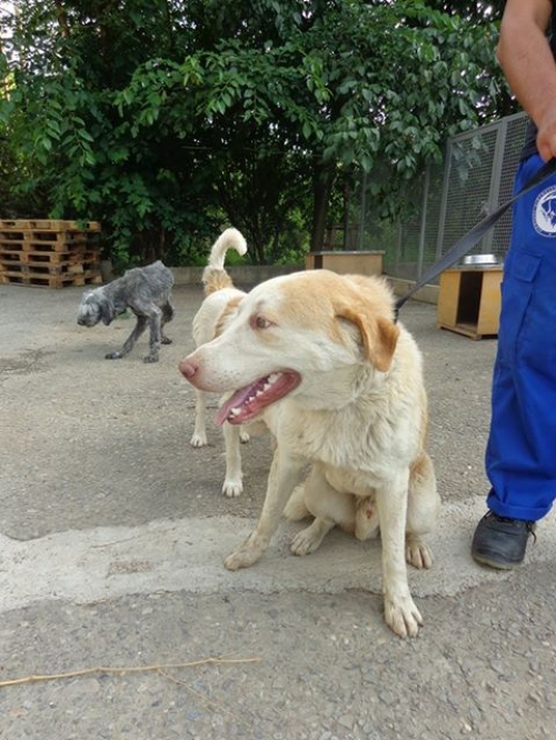 მეტისი უსახელო