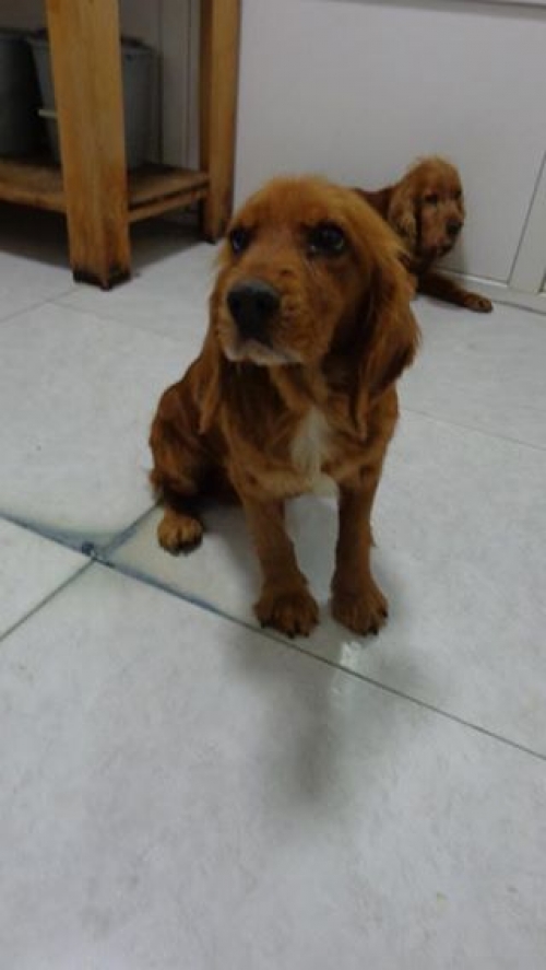 კოკერსპანიელი უსახელო