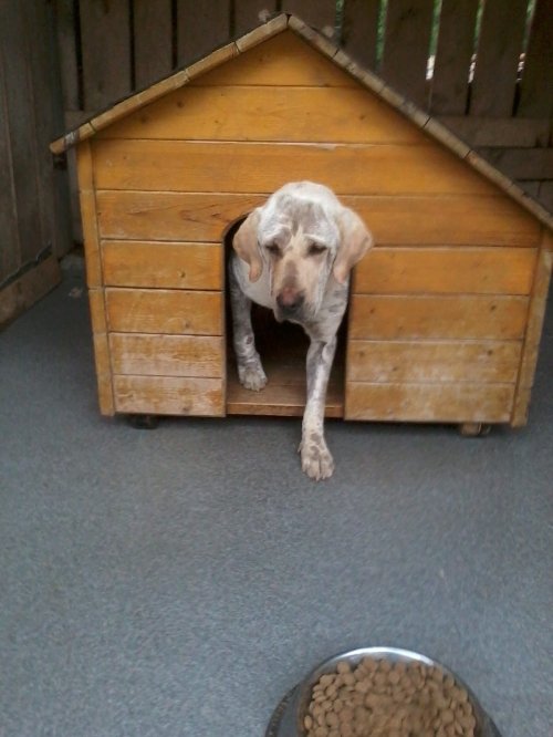 ლაბრადორი დორა