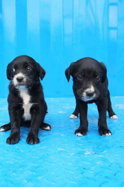 მეტისის ლეკვები უსახელო