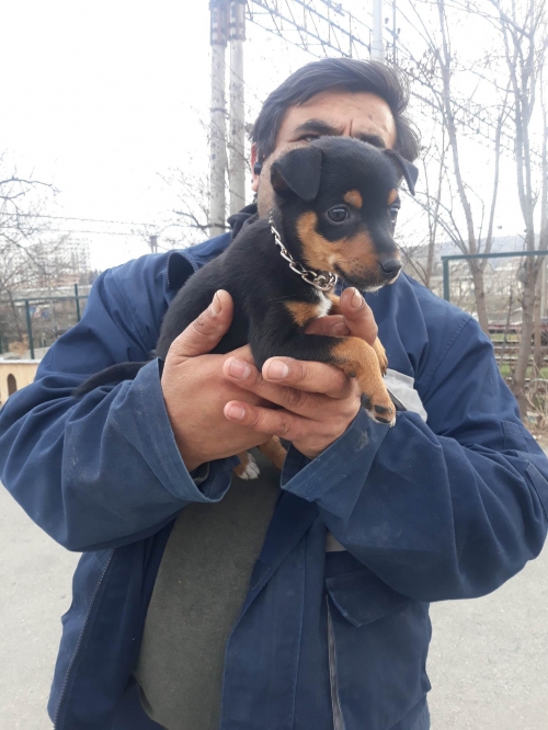 მეტისი უსახელო