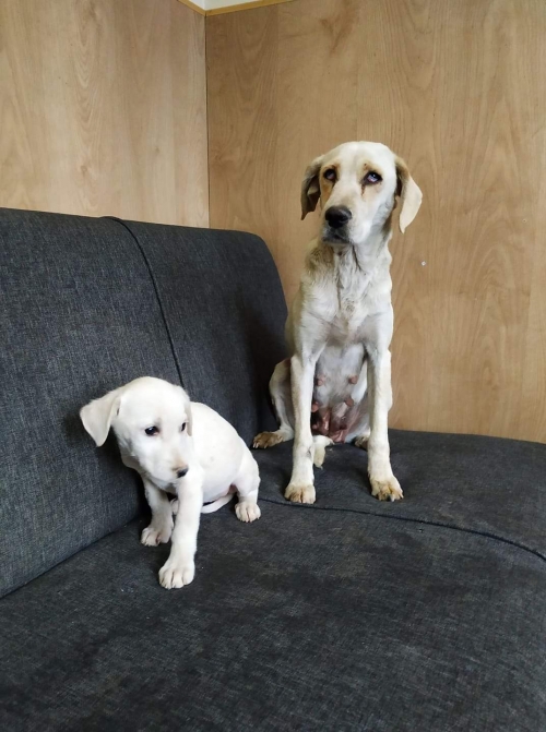 მეტისი ვარკეთილის მეურნეობა