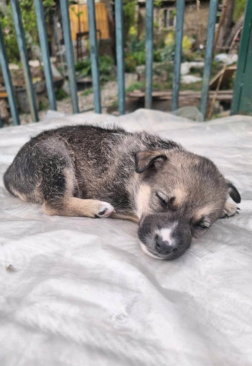 მეტისი. მეტრო ნაძალადევი