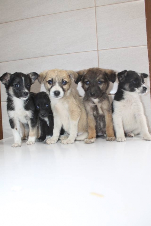 მეტისის ლეკვები უსახელო