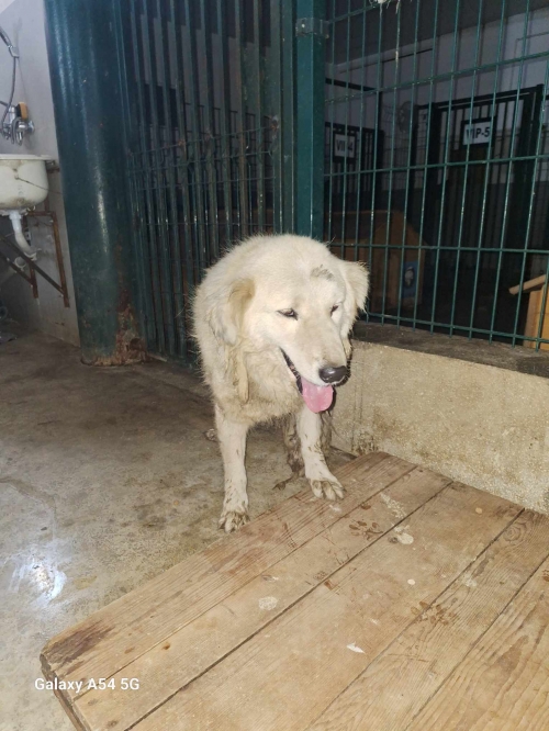 ქართული ქოფაკი ხოშარაულის ქუჩა