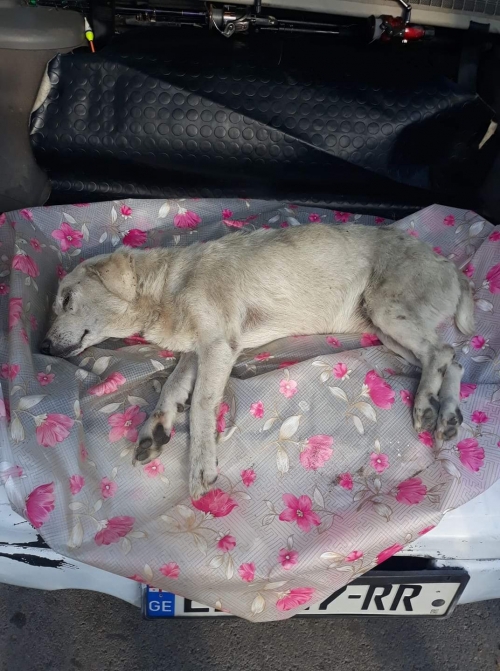 მეტისი უსახელო