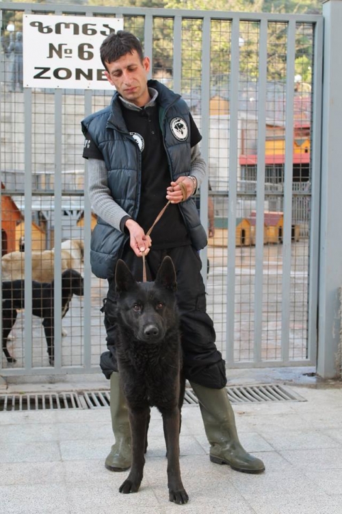 ბელგიური ნაგაზი უსახელო