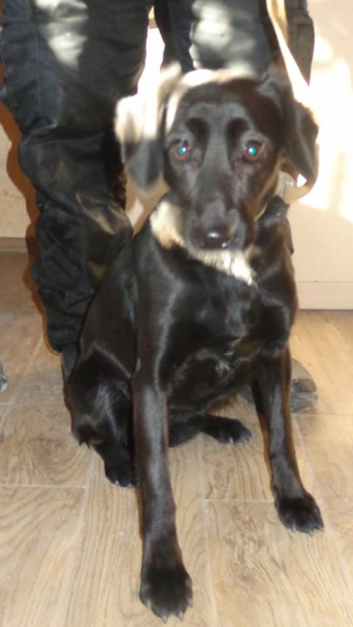 მეტისი პეკი