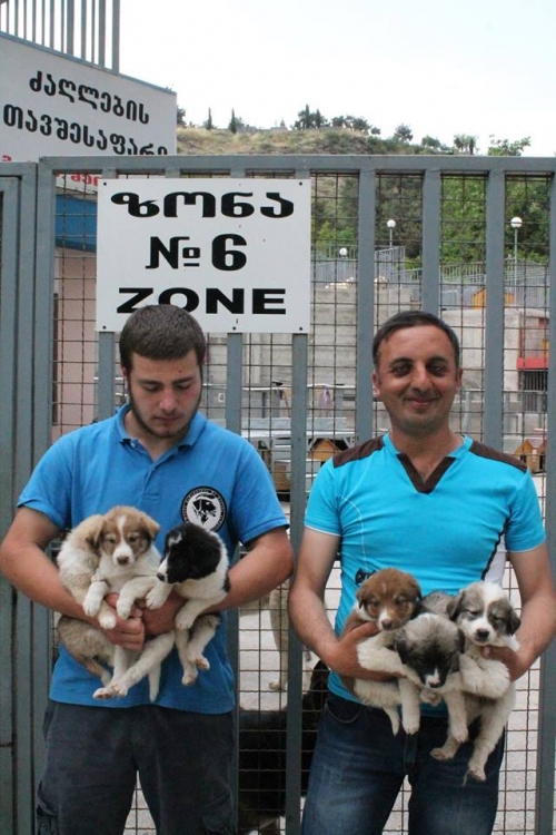 მეტისის ლეკვები უსახელო