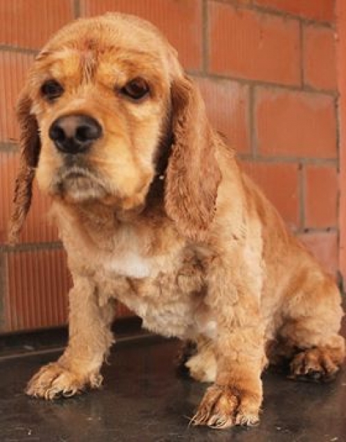 კოკერსპანიელი უსახელო