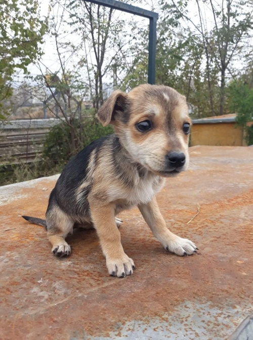 მეტისი უსახელო