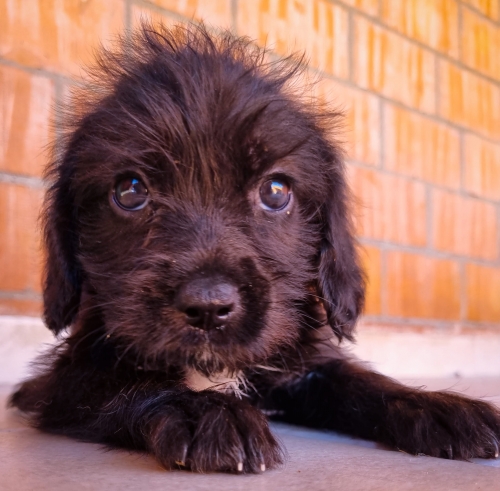 მეტისი უსახელო