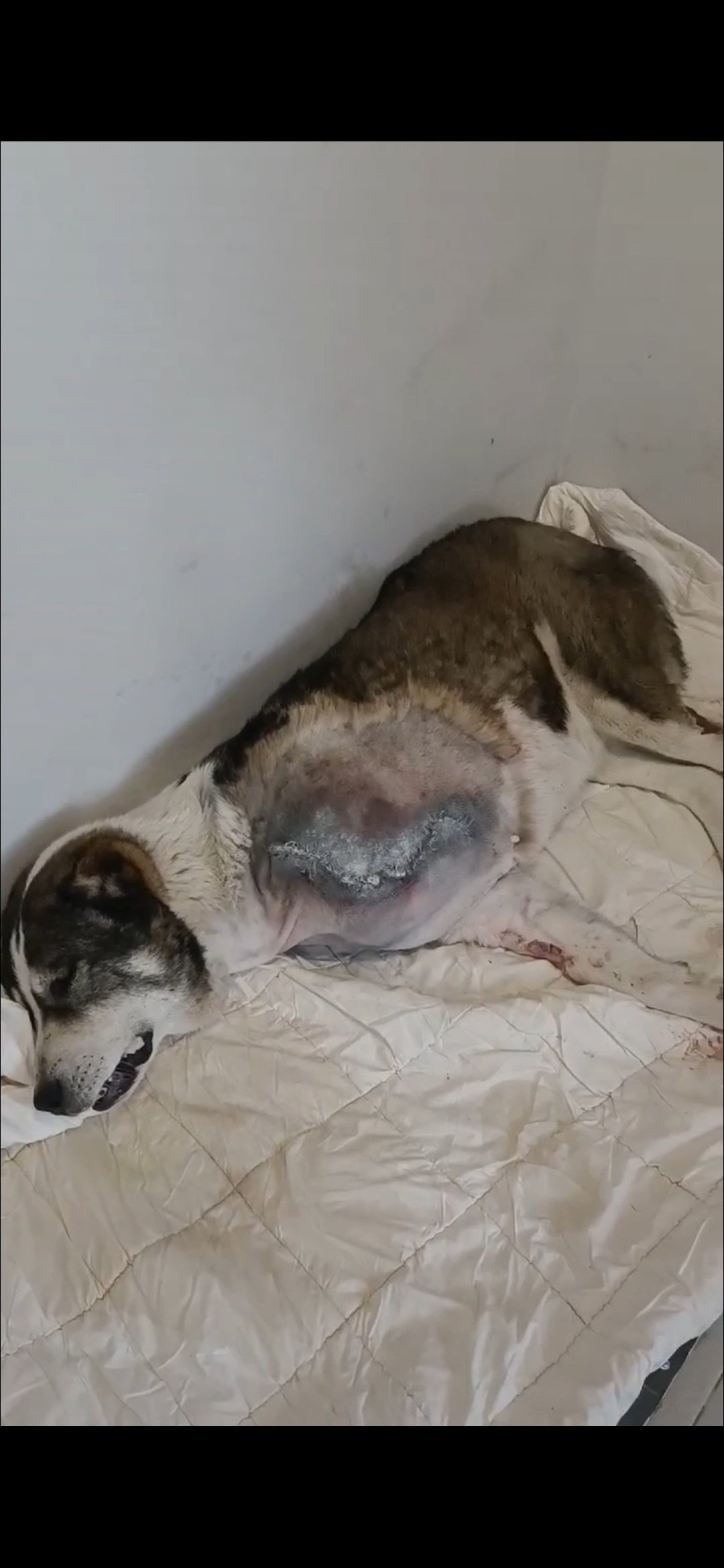 ქართული ნაგაზი. სვეტა