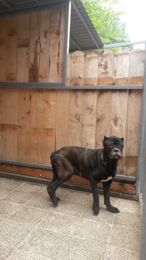 კანე კორსო კერი