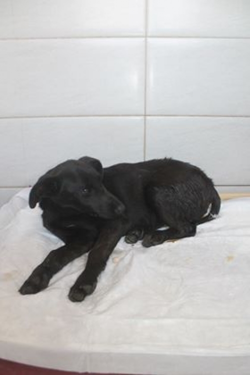 მეტისი უახელო