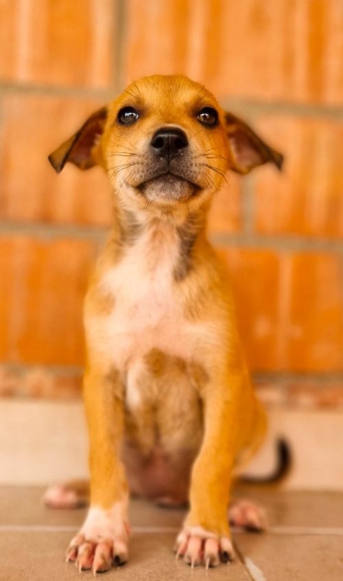 მეტისი უსახელო