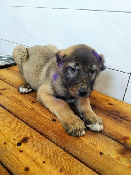 ქართული ქოფაკი ტაბახმელა