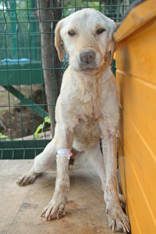 ლაბრადორი მოლი