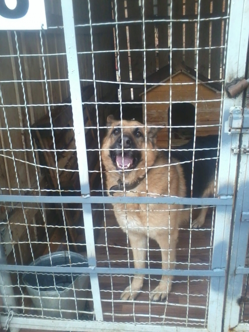 გერმანული ნაგაზი მაქსი