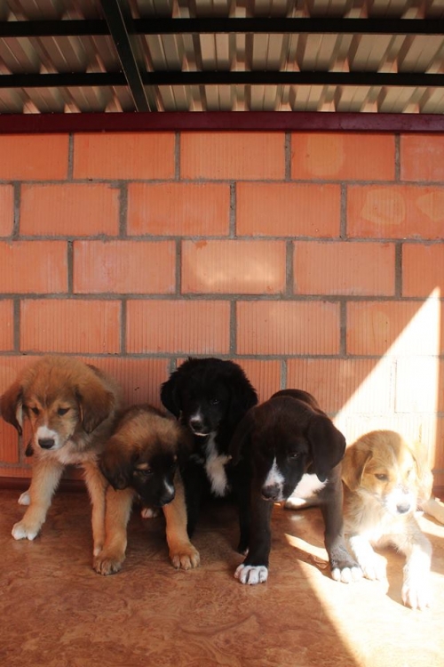 ქართული ქოფაკი უსახელო