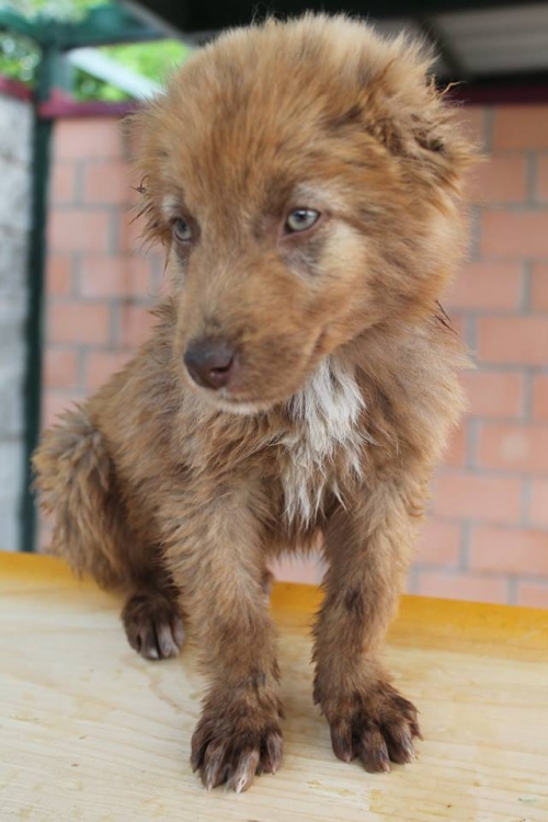 ქართული ქოფაკი უსახელო