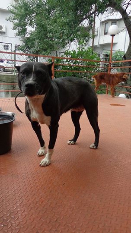 პიტი ლედი