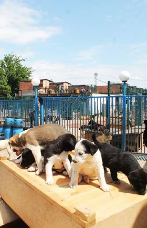 ქართული ქოფაკი უსახელო