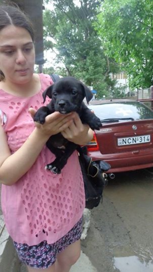 მეტისი უსახელო