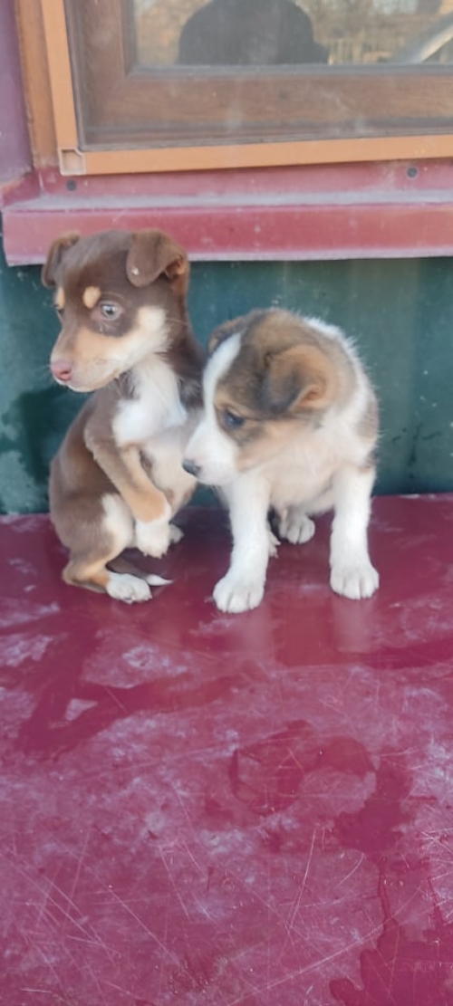 მეტისი ნაპოვნია საჩხერეს რაიონში