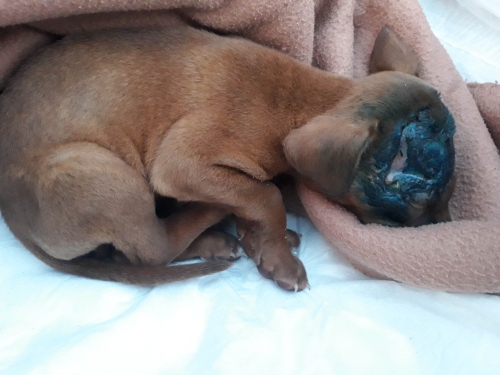 მეტისი სოფელი ჩაილური