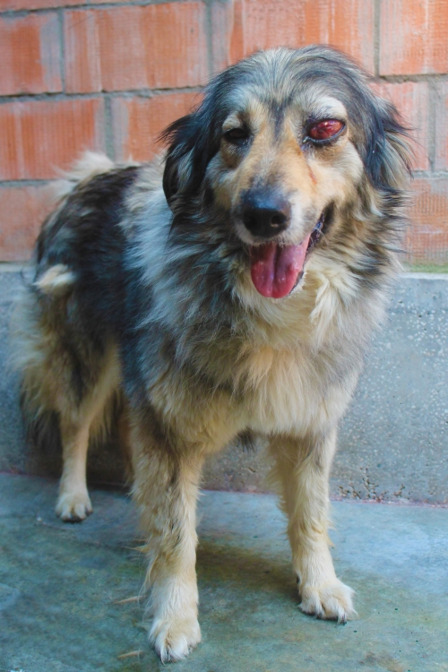 მეტისი უსახელო