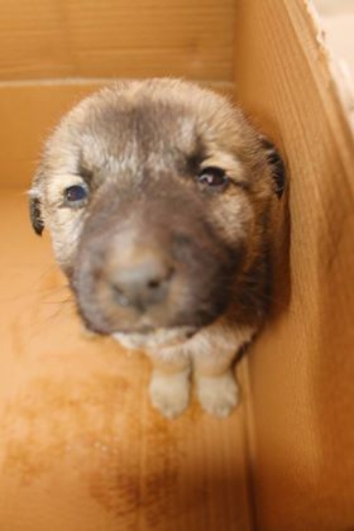 მეტისი უსახელო