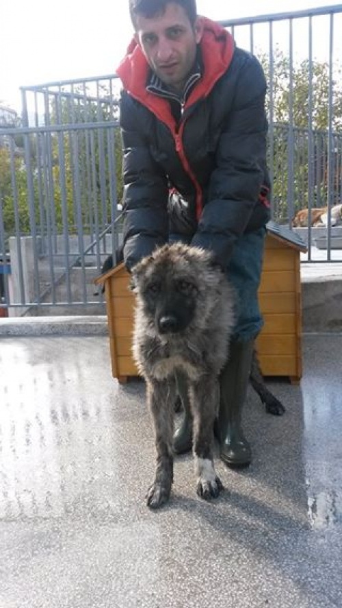 ქართული ქოფაკი ბუჩო