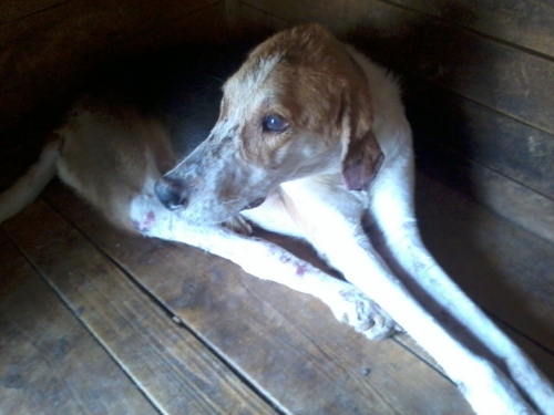 გონჩი ბოკა