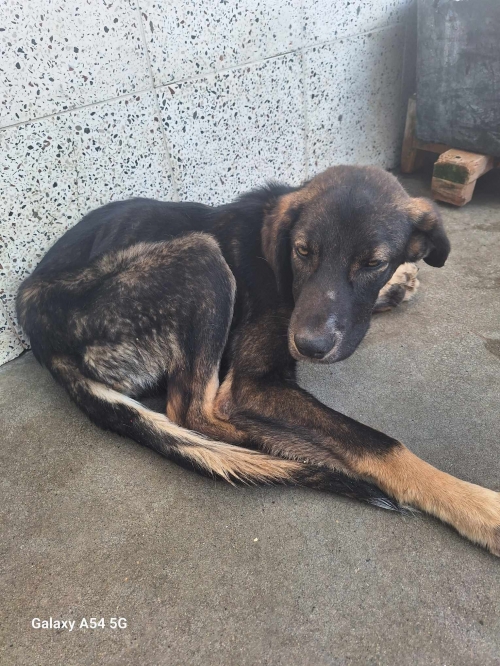 მეტისი დასავლეთიდან ჩამოიყვანა ლანა შაშიაშვილი